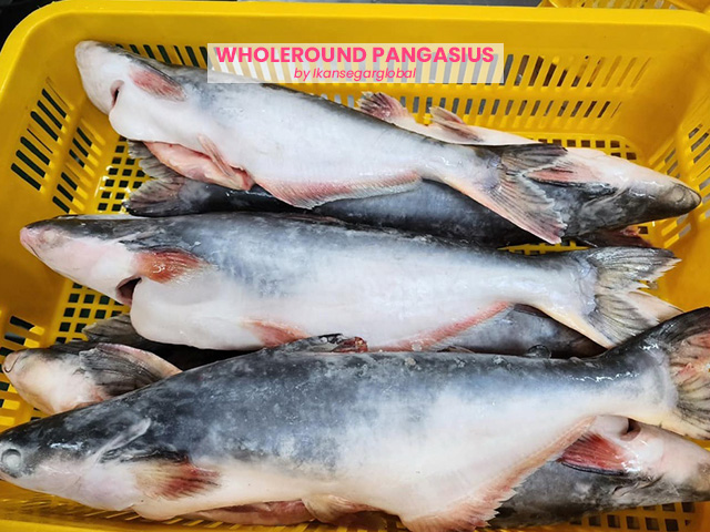 Fresh Frozen Whole Round Pangasius